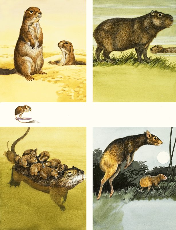 Unidentified animals montage including coypu by English School