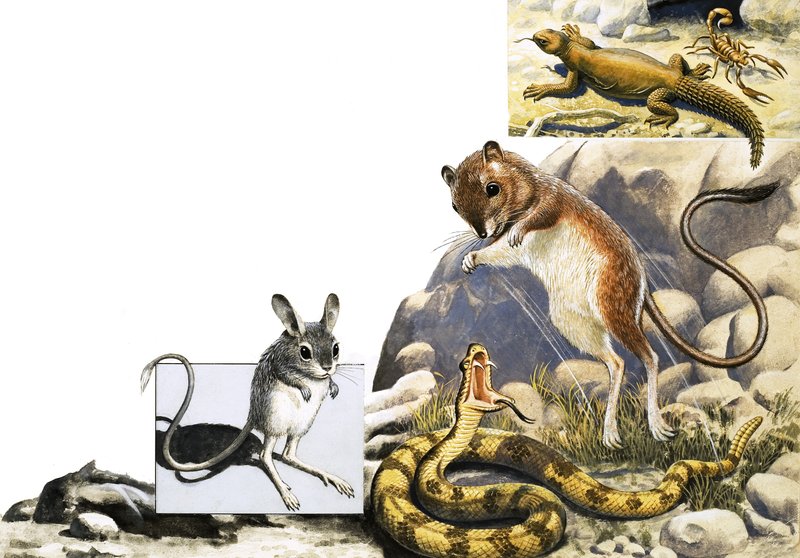 Unidentified Animals Montage with Jerboa, Snake and Scorpion by English School