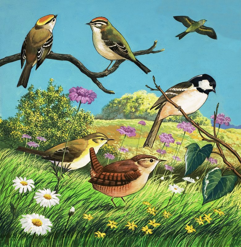 Unidentified birds montage by English School
