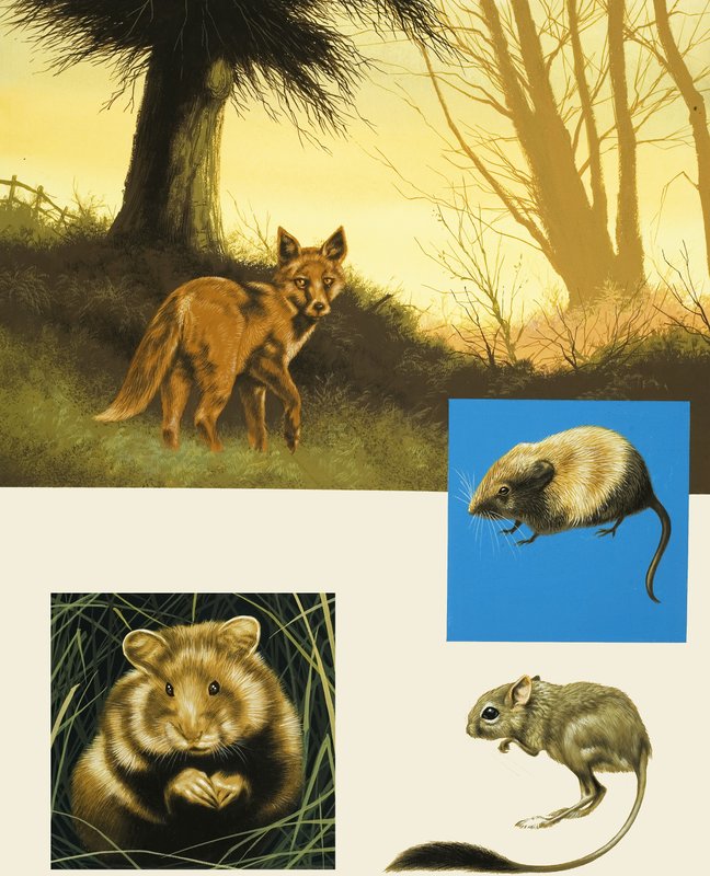 Unidentified country animals montage including fox by English School