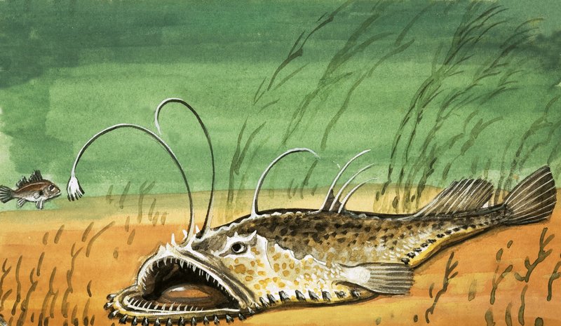 Unidentified fish by English School