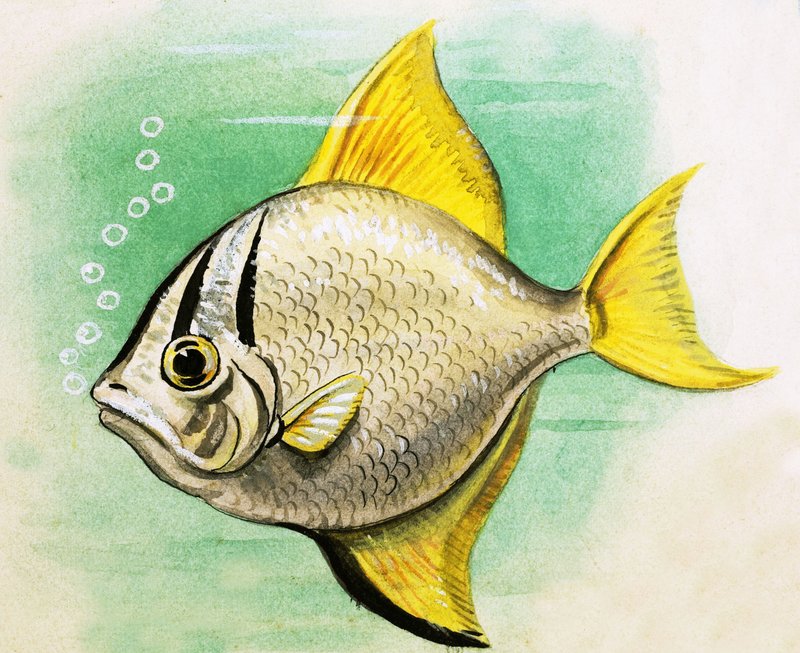 Unidentified fish by English School