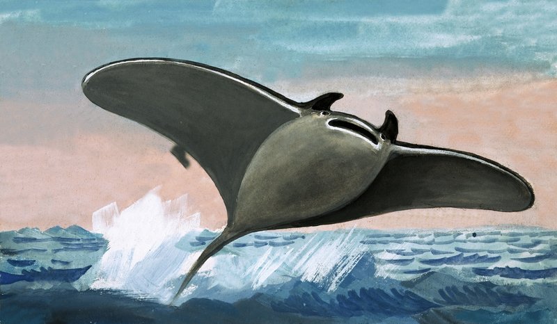 Unidentified flying fish by English School