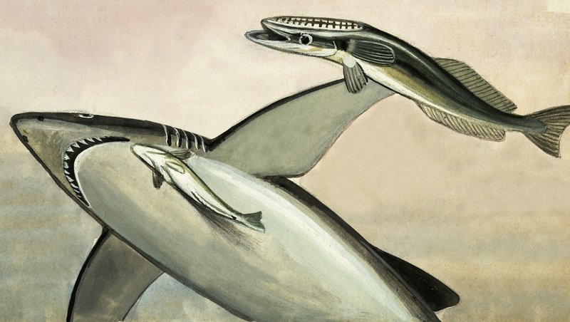 Unidentified shark and fish by English School
