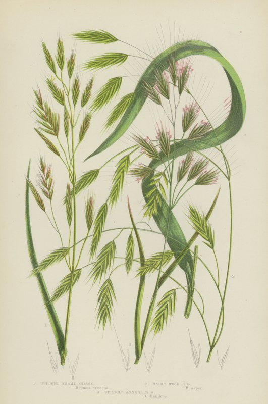 Upright Brome Grass, Hairy Wood Brome Grass, Upright Annual Brome Grass by English School