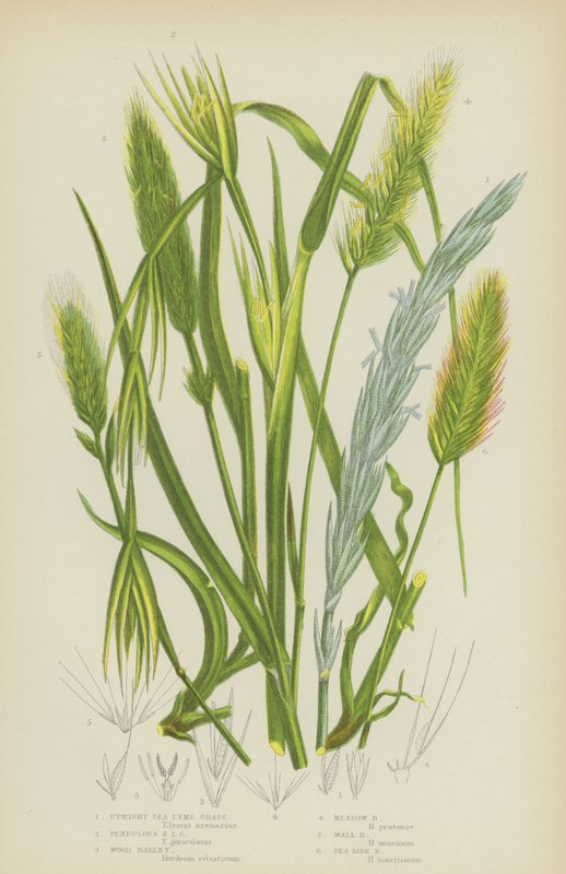 Upright Sea Lyme Grass, Pendulous Sea Lyme Grass, Wood Barley, Meadow Barley, Wall Barley, Sea Side Barley by English School
