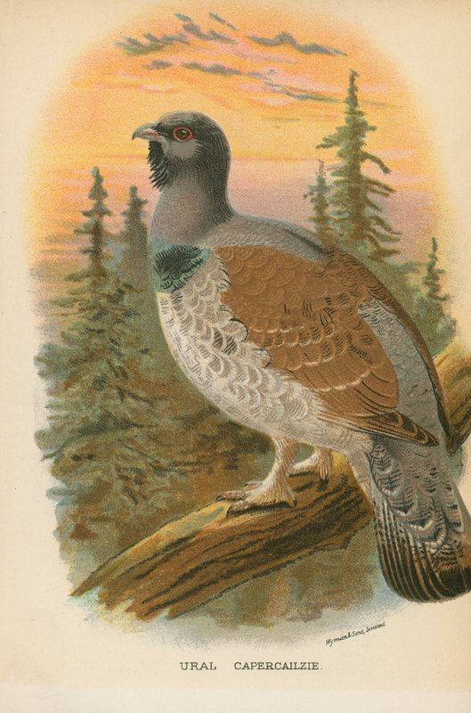 Ural Capercailzie by English School