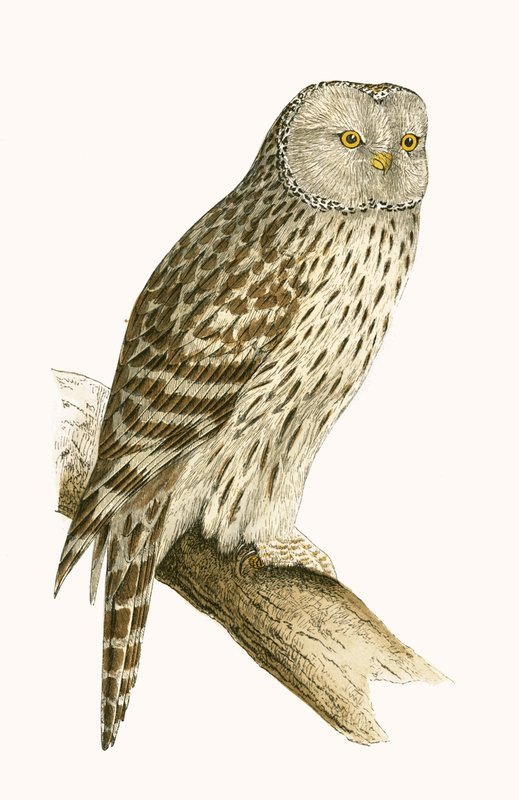 Ural Owl, Illustration from 