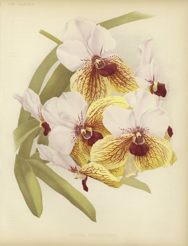 Vanda sanderiana by English School