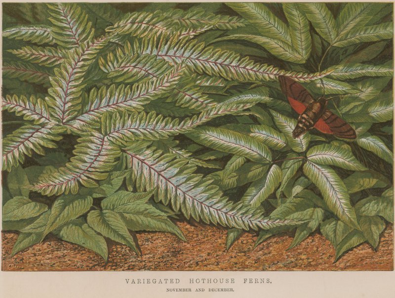 Variegated Hothouse Ferns by English School