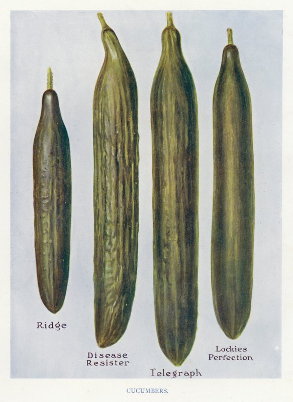 Vegetable Grower