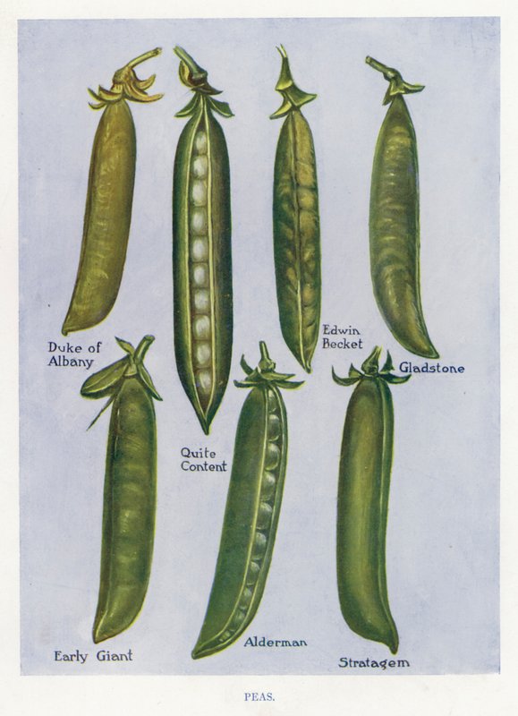 Vegetable Grower