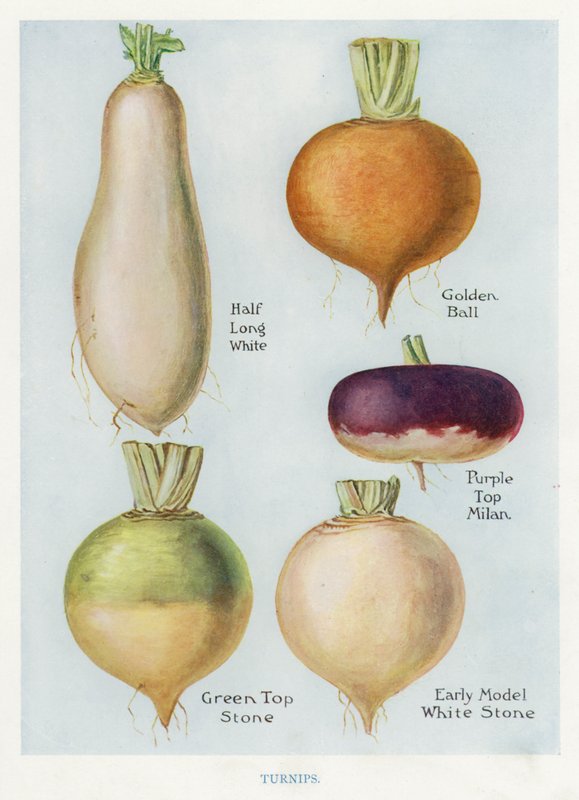 Vegetable Grower