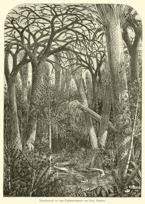 Vegetation of the Carboniferous or Coal Period by English School