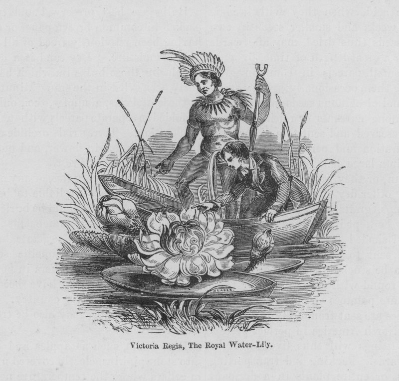 Victoria Regia, The Royal Water-Lily by English School