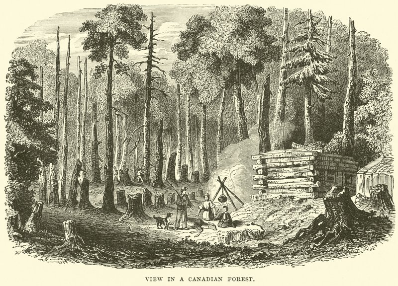 View in a Canadian forest by English School
