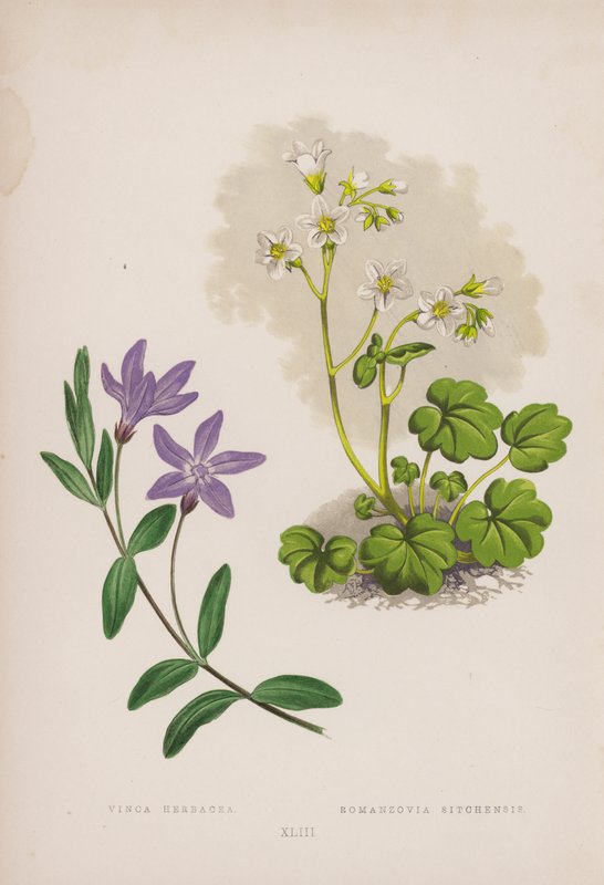 Vinca Herbacea; Romanzovia Sitchensis by English School