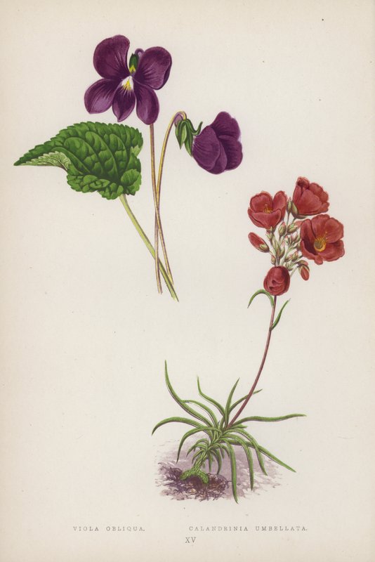 Viola Obliqua; Calandrinia Umbellata by English School
