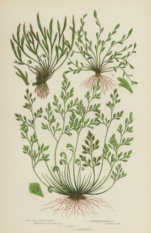 Wall Rue Spleenwort, Alternate-Leaved Spleenwort, Forked Spleenwort by English School