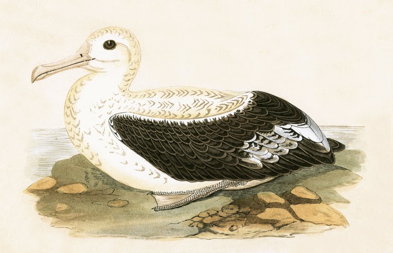 Wandering Albatross, Illustration from 