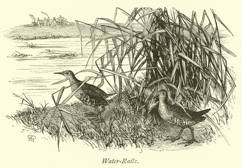 Water-Rails by English School