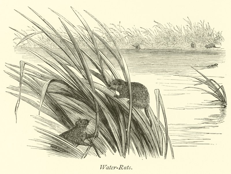 Water-Rats by English School