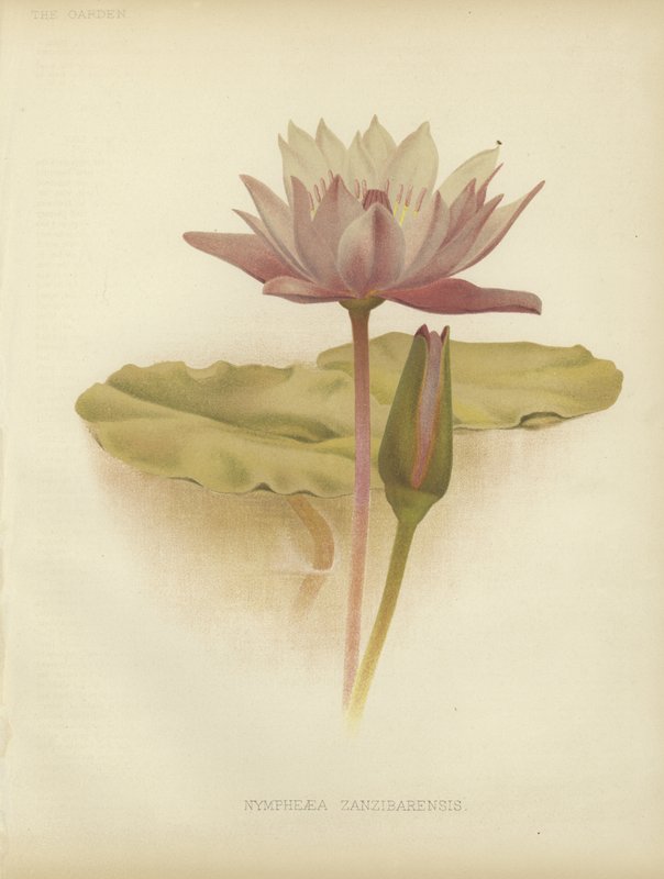 Water lily by English School