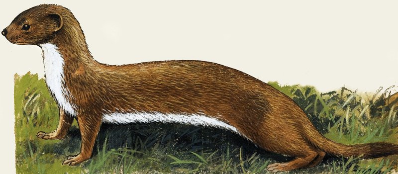 Weasel by English School