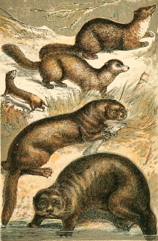 Weasel, Sable, Marten, Otter and Sea Otter by English School