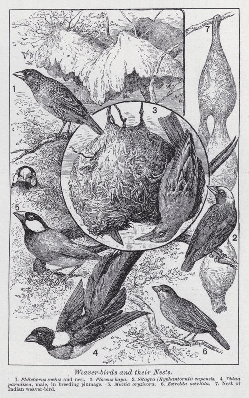 Weaver-birds and their nests by English School