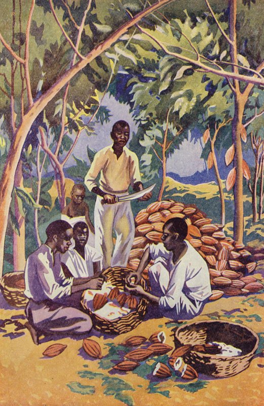 West Africa, Opening Cocoa Pods by English School