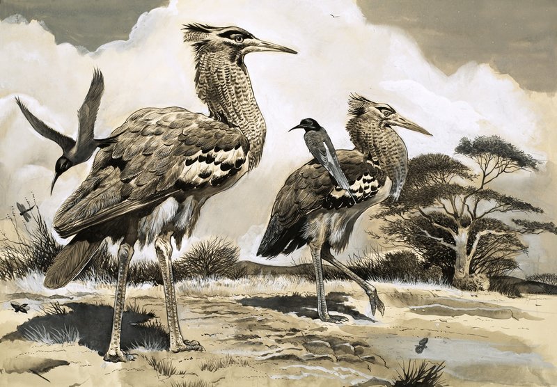 When the Bee-Eater is Looking for a Meal, it Takes a Lift on the Back of the Larger Kori Bustard by English School