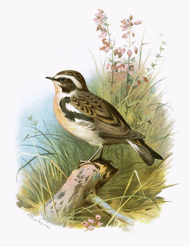 Whinchat by English School
