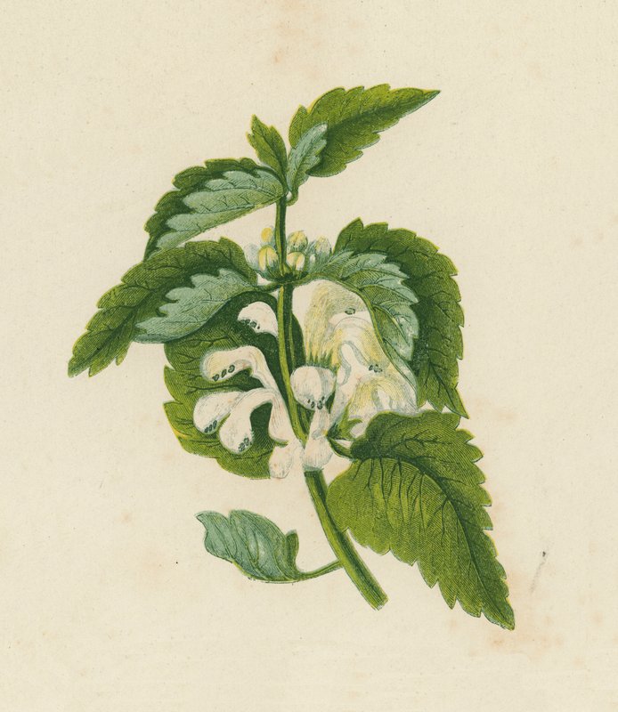 White Dead Nettle, Lamium Album by English School