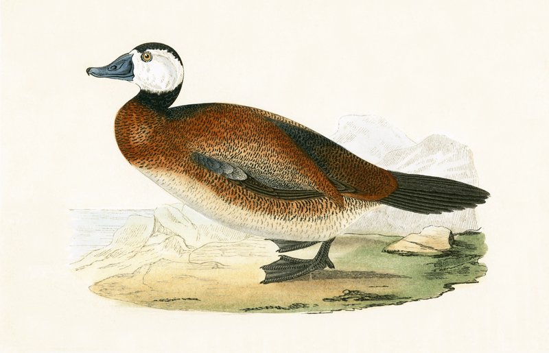 White Headed Duck, illustration from 