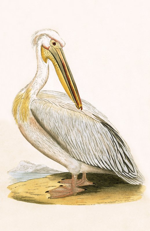 White Pelican, illustration from 