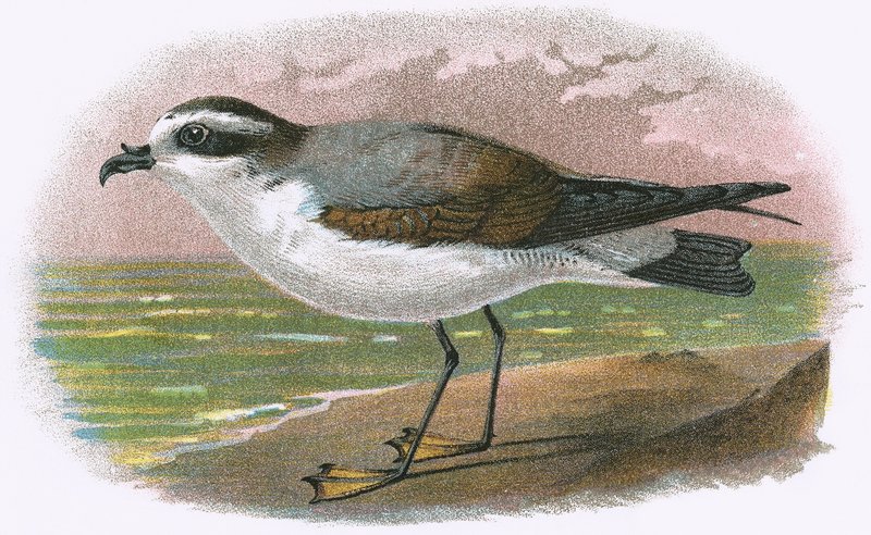 White bellied Petrel by English School