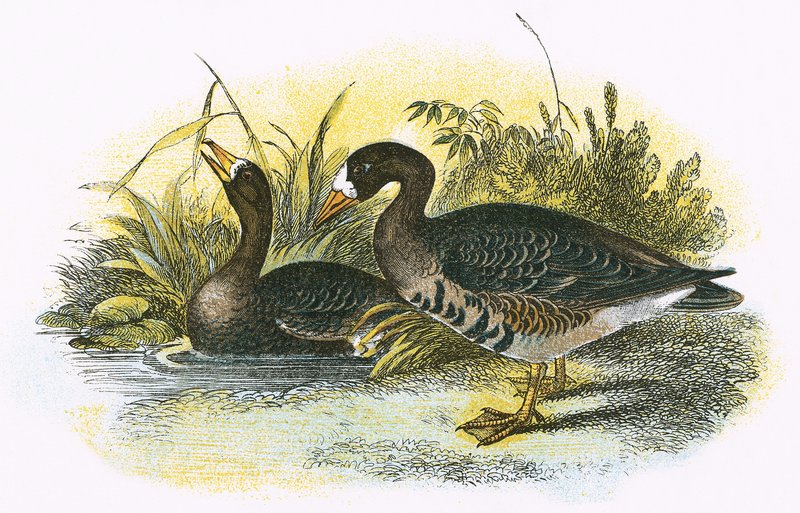 White fronted Goose by English School