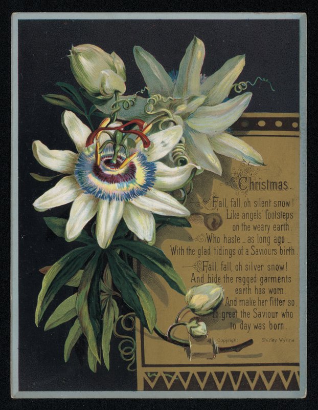 White Passion Flower, Christmas Greetings Card by English School