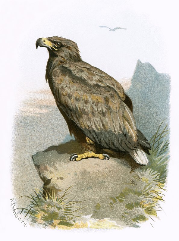 White Tailed Eagle by English School