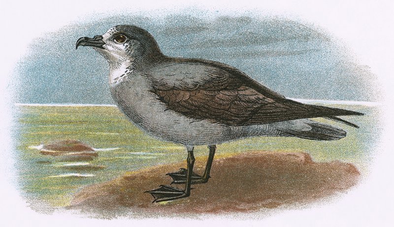 White-throated Grey Petrel by English School