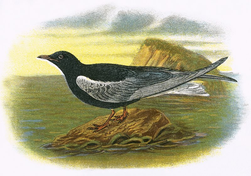 White winged black Tern by English School