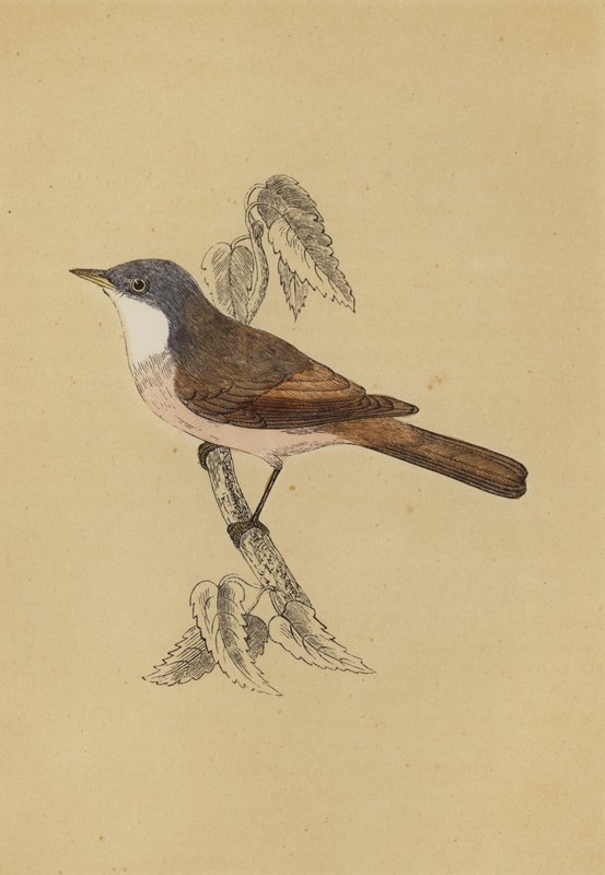 Whitethroat by English School