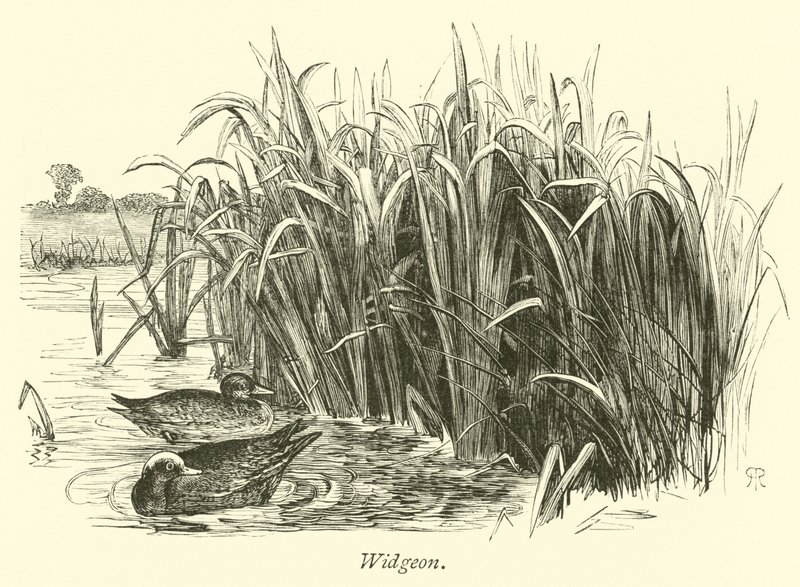 Widgeon by English School