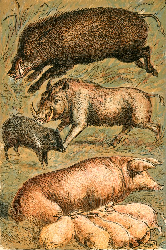 Wild Boar, Wart Hog, Peccary, Sow and Pigs by English School