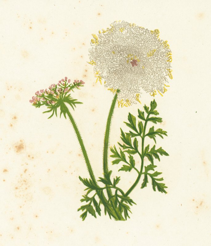 Wild Carrot, Daucus Carota by English School