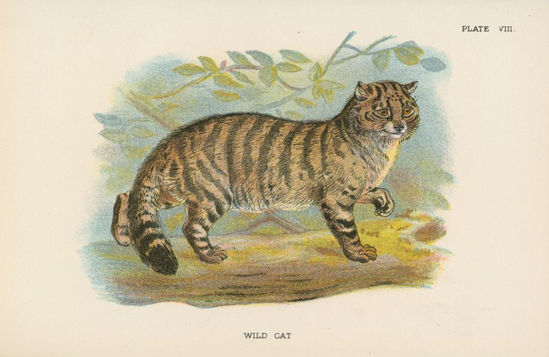 Wild Cat by English School
