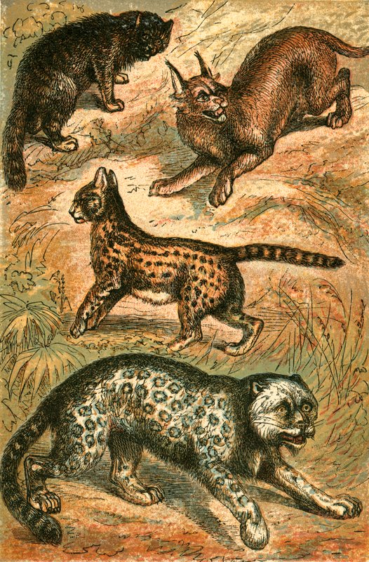 Wild Cat, Serval, Ounce and Caracal by English School