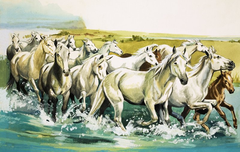 Wild Horses of the Camargue, 1971 by English School