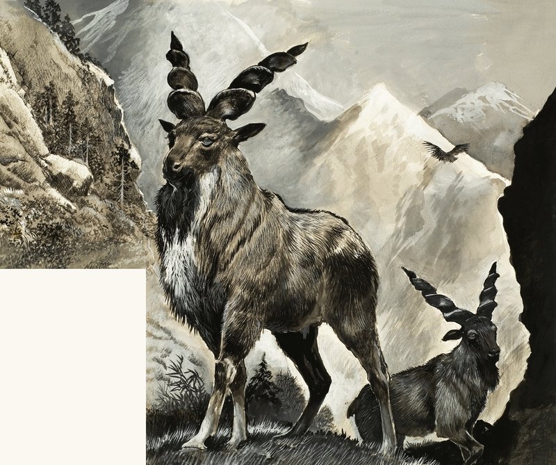 Wild Life in Danger: Is It Too Late by English School